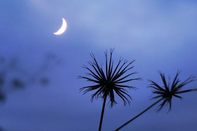 Low angle view of moon at night