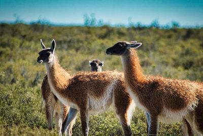 Group of guanacos standing in a field