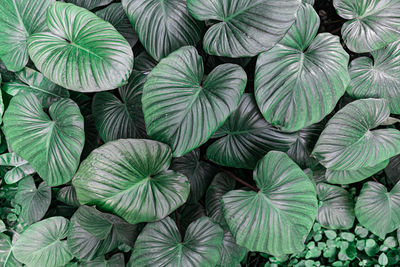 Full frame shot of green leaves