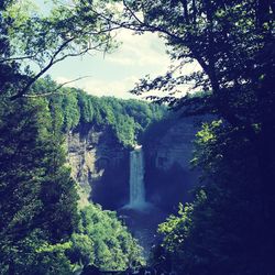 Scenic view of forest against sky