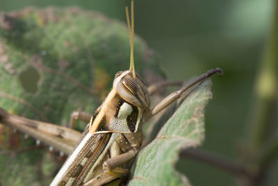 Close-up of insect on plant