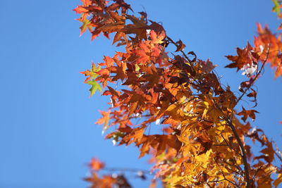 Low angle view of maple tree against sky