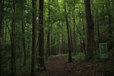 Trees growing in forest