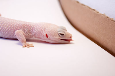 Close-up of lizard against white background