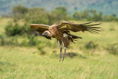 White-backed vulture about to land on savannah