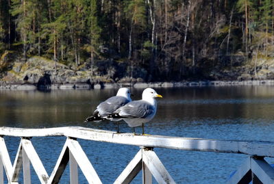 Seagulls perching on railing by lake