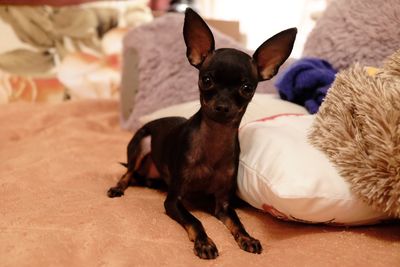 Portrait of dog on bed at home