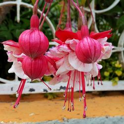 Close-up of red flowers