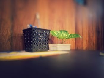 Close-up of green leaves on table