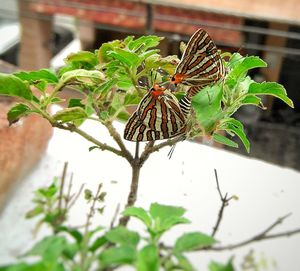 Close-up of butterfly on leaf