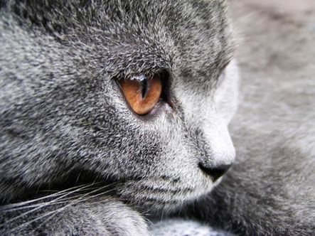 CLOSE-UP OF WHITE CAT