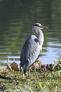 Heron perching on lakeshore