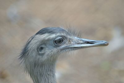 Close-up of bird