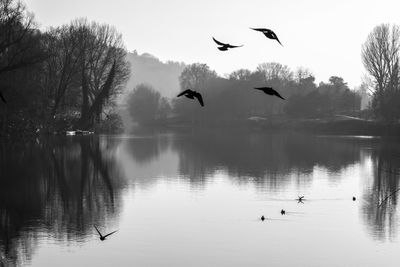 Birds flying over lake