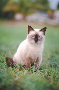 Portrait of cat sitting on grass