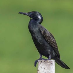 Close-up of bird perching on wooden post