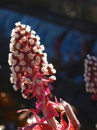 Close-up of red flowers against blurred background