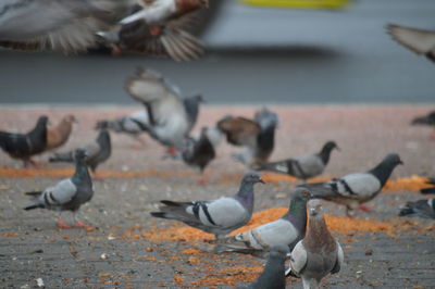 Flock of pigeons