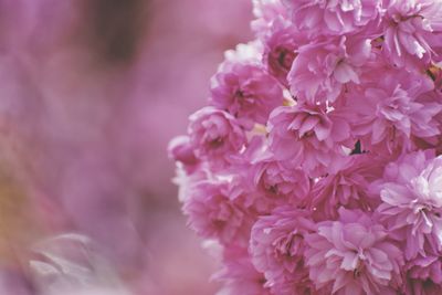 Sakura branch in the park in gdynia