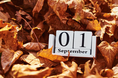 Close-up of fallen leaves on field