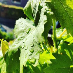 Close-up of raindrops on leaves