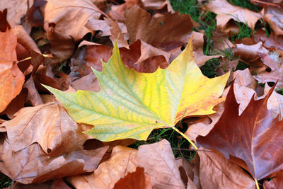 Close-up of fallen maple leaves