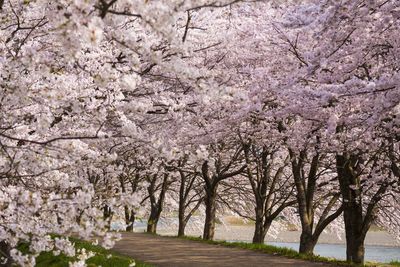 View of cherry blossom trees in park