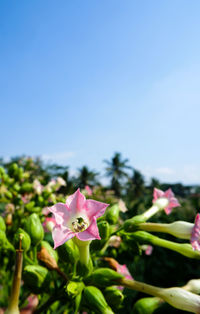 Close-up of pink flowering plant against clear sky