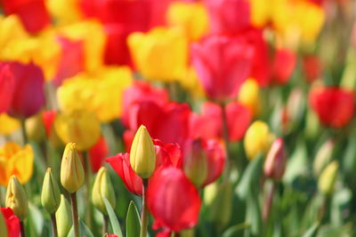 Close-up of red tulips