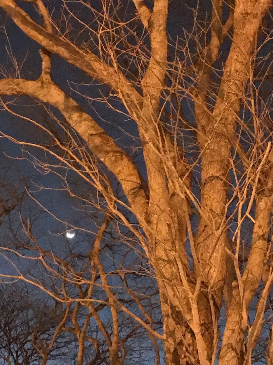 bare tree, tree, winter, branch, nature, no people, outdoors, plant, cold temperature, snow, day, backgrounds, tree trunk, close-up, sky