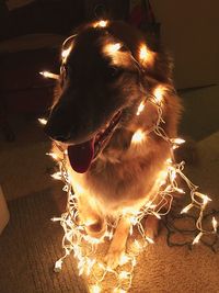 Close-up of dog on illuminated christmas tree at night