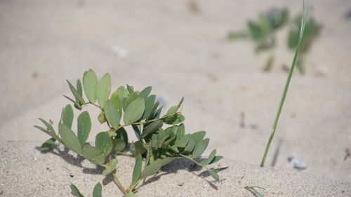 Close-up of succulent plant