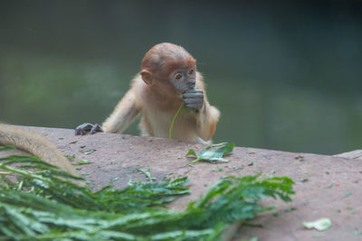 Monkey eating plant while sitting on rock in forest