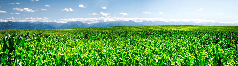 Green cornfield with fagaras mountains in the back, romania