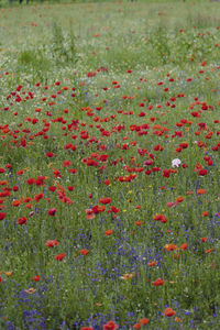 Close-up of red poppy flowers on field