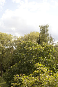 Plants and trees against sky