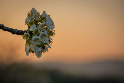Blossom of an apple tree in dawn morning