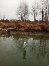 View of a duck swimming in lake