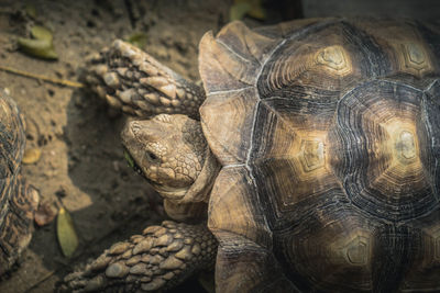 Close-up of a turtle