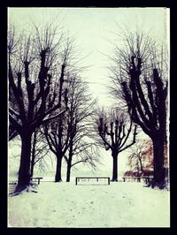 Bare trees on landscape