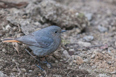 Close-up of bird perching on a field