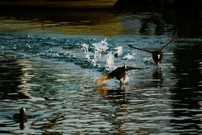 Ducks swimming in lake