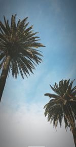 Low angle view of palm trees growing against sky