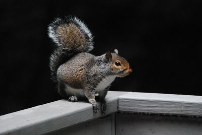 Close-up of squirrel