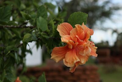 Close-up of flower blooming outdoors