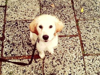 High angle view of dog