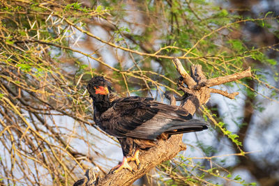 Bateleur eagle - terathopius ecaudatus - samburu national reserve, north kenya