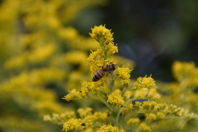 Close-up of bee pollinating on yellow flower