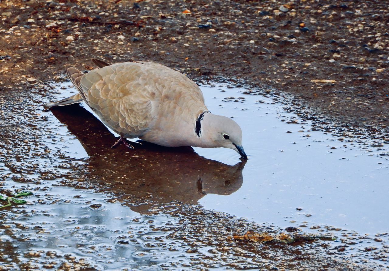 HIGH ANGLE VIEW OF A BIRD DRINKING WATER ON THE BEACH