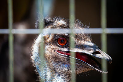 Close-up of emu in cage